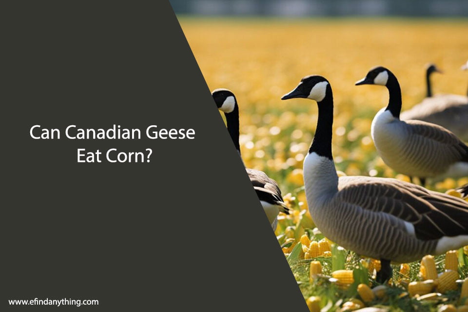 Can Canadian Geese Eat Corn?