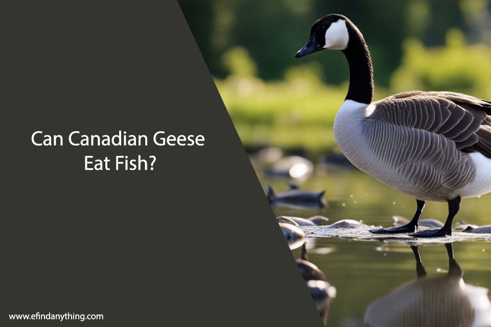 Can Canadian Geese Eat Fish?