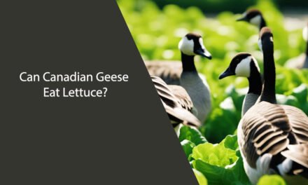 Can Canadian Geese Eat Lettuce?