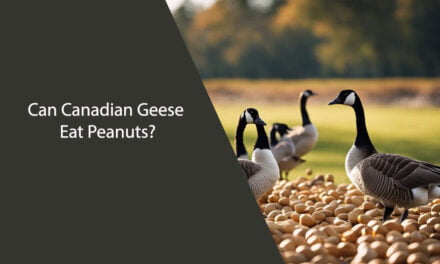 Can Canadian Geese Eat Peanuts?