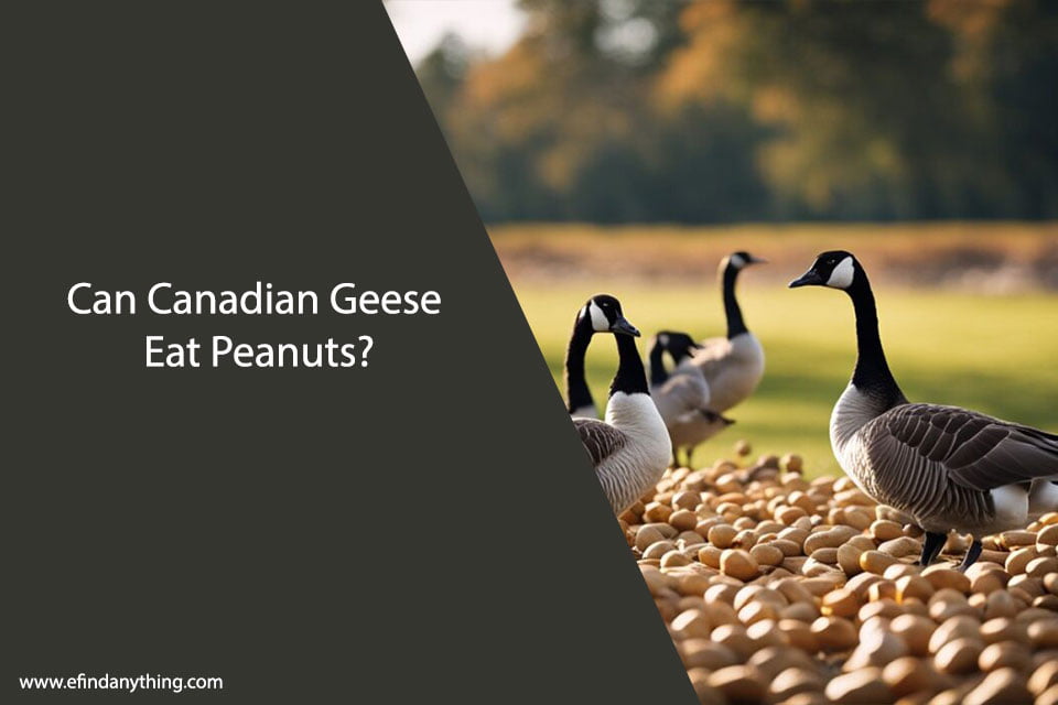 Can Canadian Geese Eat Peanuts?