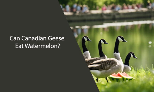 Can Canadian Geese Eat Watermelon?