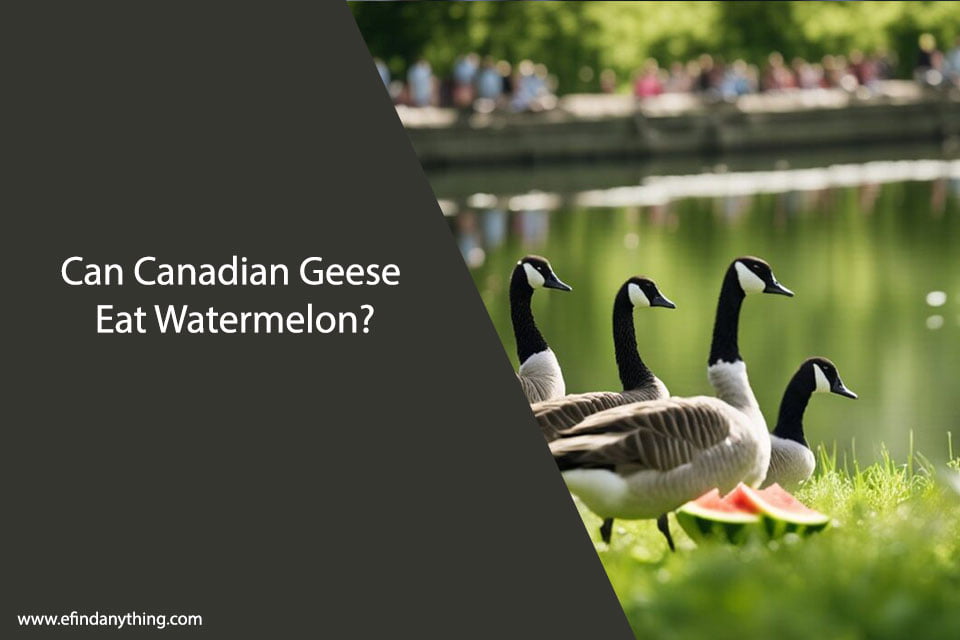 Can Canadian Geese Eat Watermelon? | A Comprehensive Guide