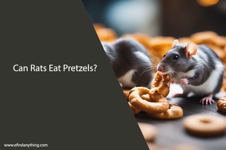 Can Rats Eat Pretzels? A Comprehensive Guide