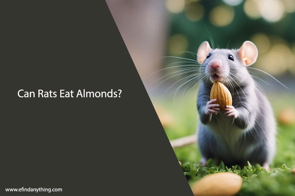 Can Rats Eat Almonds? A Comprehensive Guide