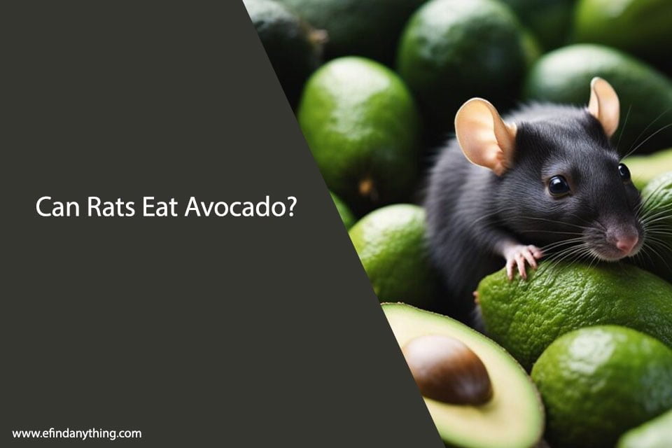 Can Rats Eat Avocado? A Comprehensive Guide