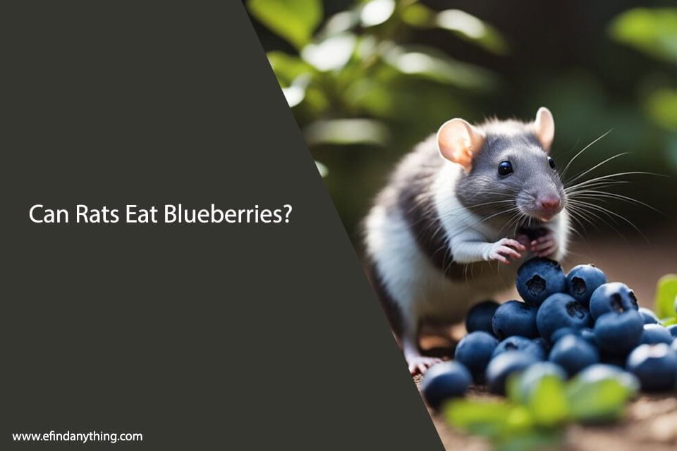 Can Rats Eat Blueberries? A Comprehensive Guide