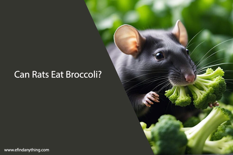 Can Rats Eat Broccoli? A Comprehensive Guide