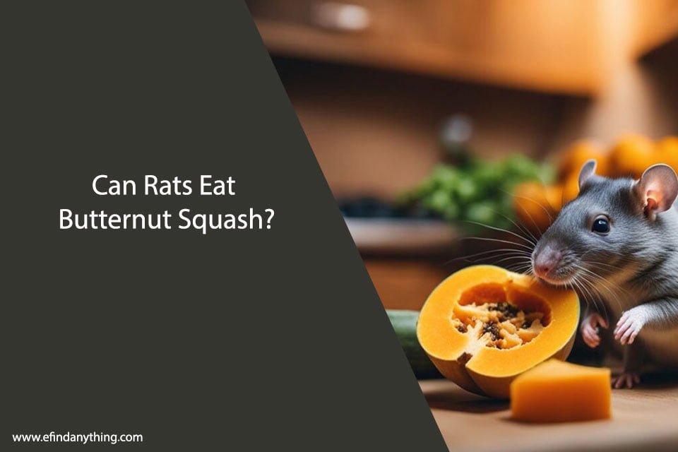 Can Rats Eat Butternut Squash? A Comprehensive Guide