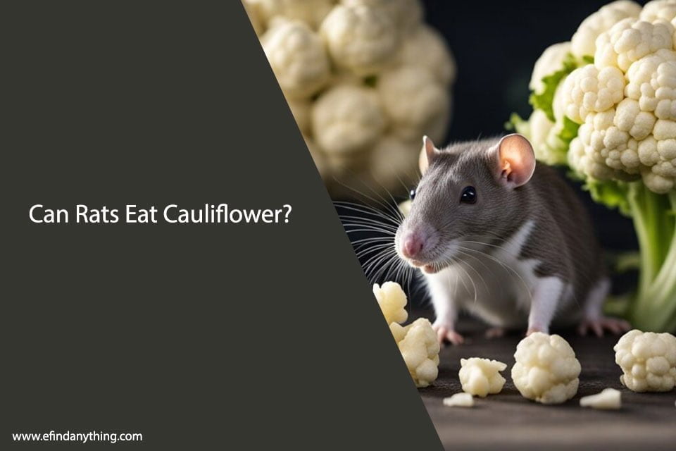 Can Rats Eat Cauliflower? A Comprehensive Guide