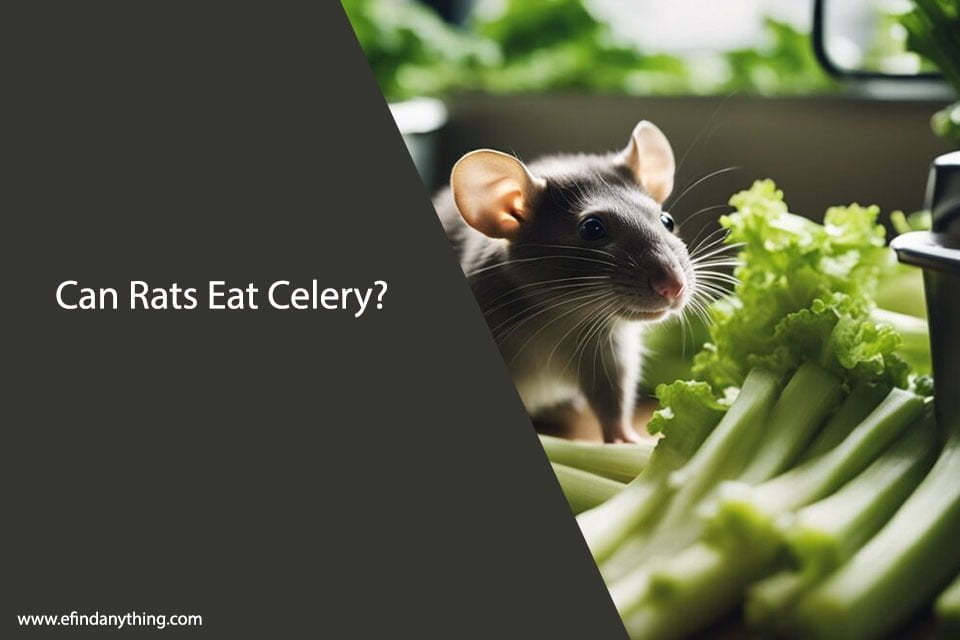 Can Rats Eat Celery? A Comprehensive Guide