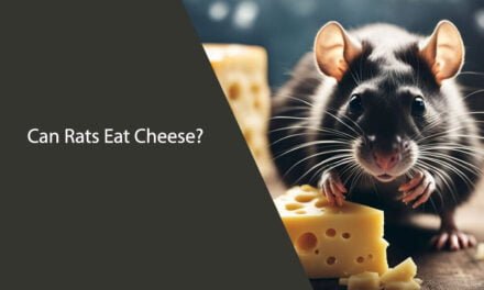 Can Rats Eat Cheese? A Clear and Neutral Answer