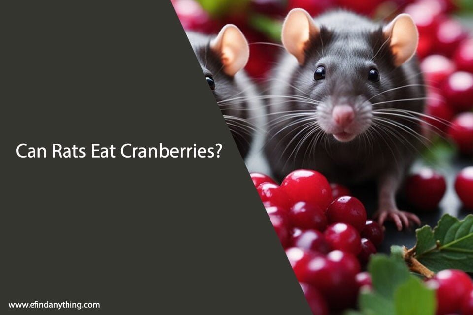 Can Rats Eat Cranberries? A Comprehensive Guide