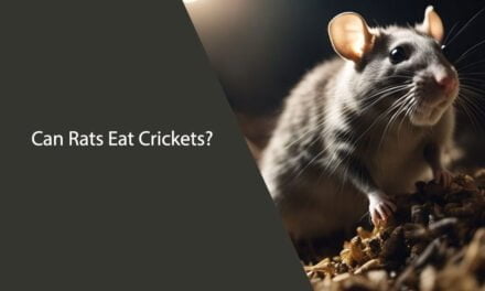 Can Rats Eat Crickets? A Comprehensive Guide