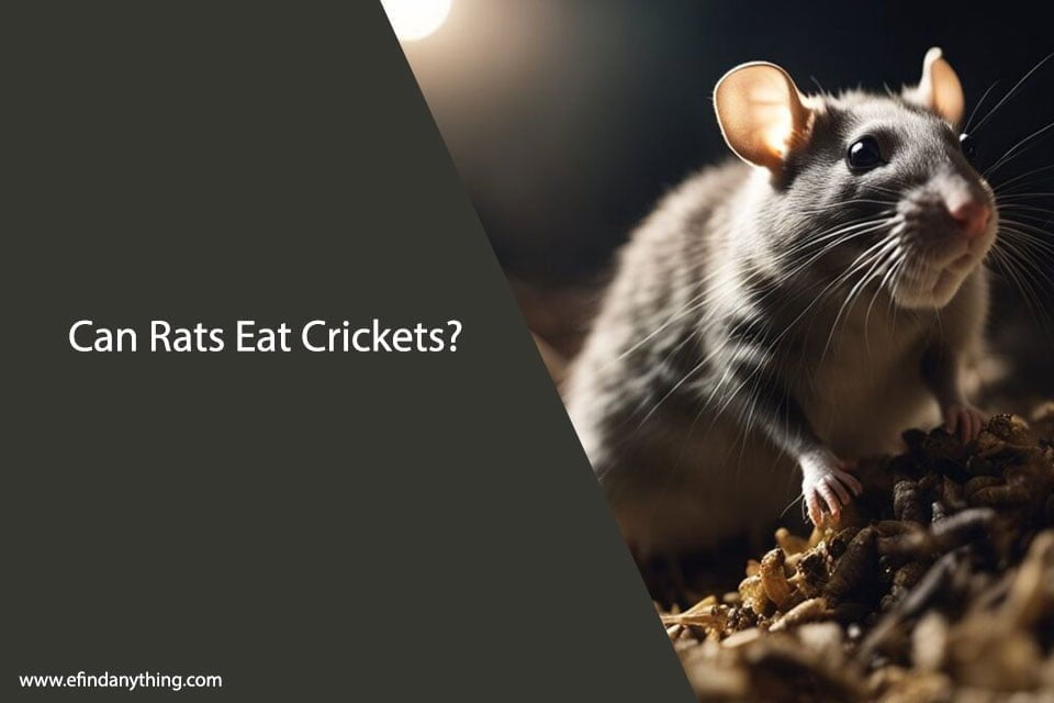 Can Rats Eat Crickets? A Comprehensive Guide