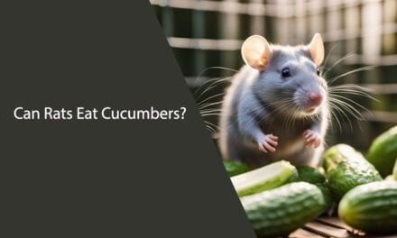 Can Rats Eat Cucumbers? A Comprehensive Guide