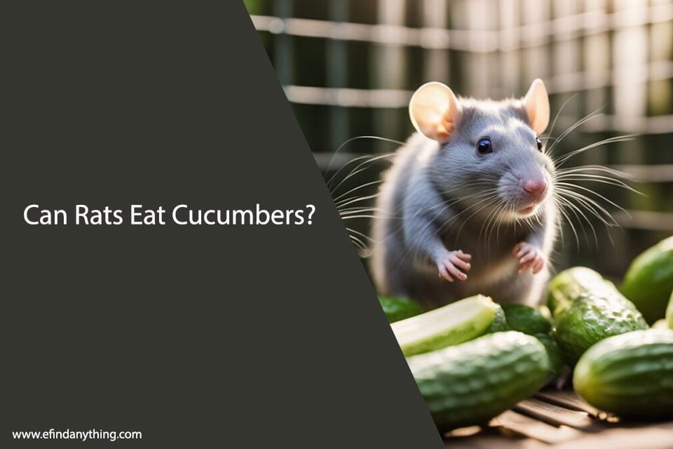 Can Rats Eat Cucumbers? A Comprehensive Guide