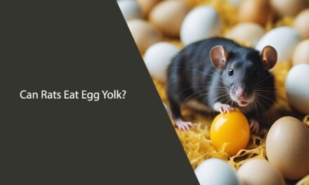 Can Rats Eat Egg Yolk? A Comprehensive Guide