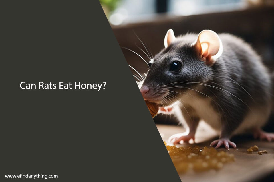 Can Rats Eat Honey? A Comprehensive Guide