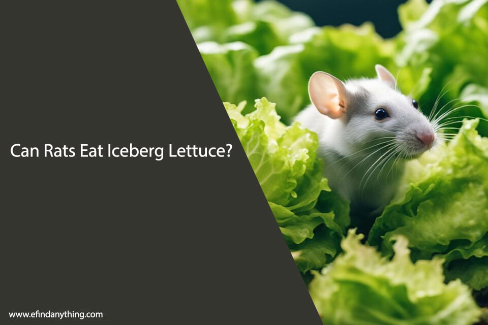 Can Rats Eat Iceberg Lettuce? A Comprehensive Guide