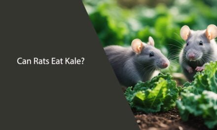 Can Rats Eat Kale? Everything You Need to Know