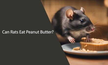 Can Rats Eat Peanut Butter? Everything You Need to Know