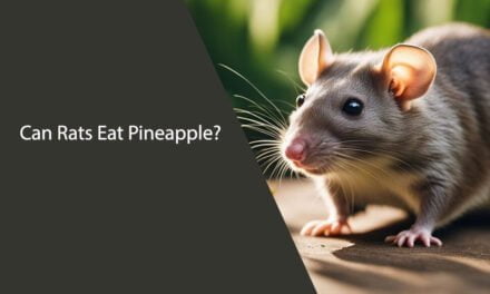 Can Rats Eat Pineapple? A Comprehensive Guide