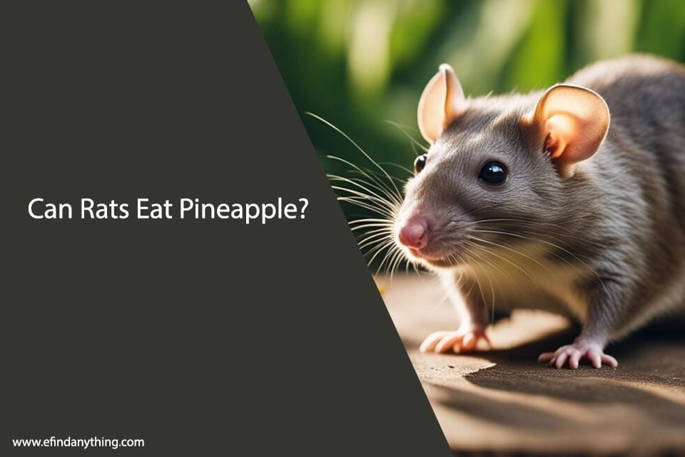 Can Rats Eat Pineapple? A Comprehensive Guide