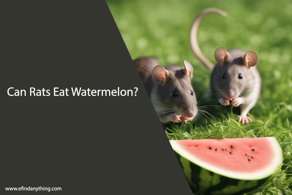 Can Rats Eat Watermelon?