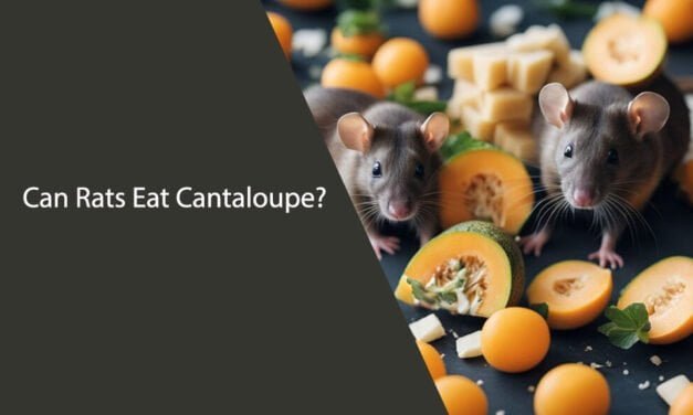 Can Rats Eat Cantaloupe? A Comprehensive Guide