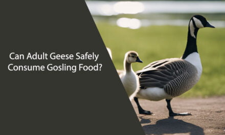 Can Adult Geese Eat Gosling Food?