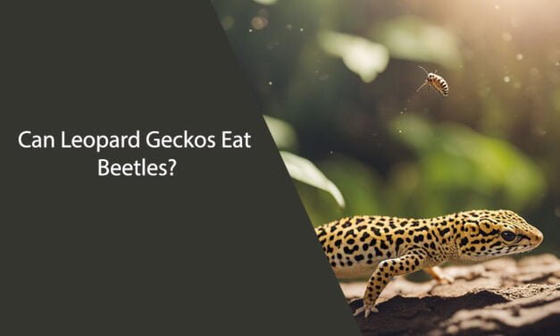 Can Leopard Geckos Eat Beetles?