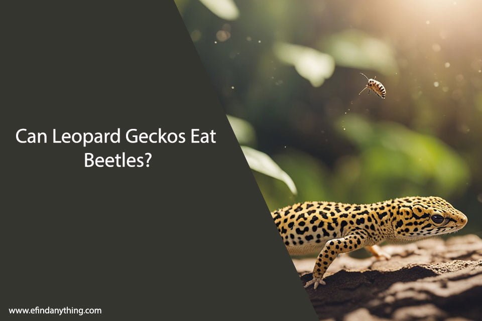 Can Leopard Geckos Eat Beetles?