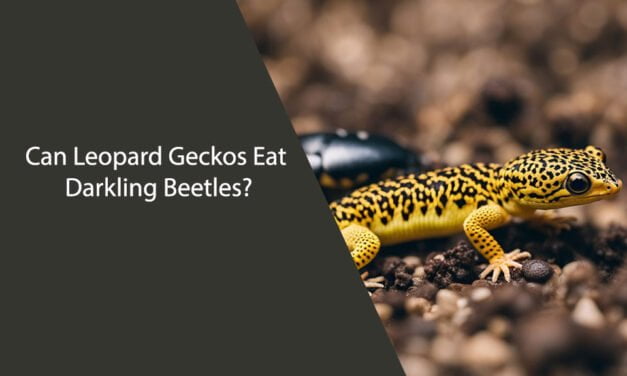 Can Leopard Geckos Eat Darkling Beetles?