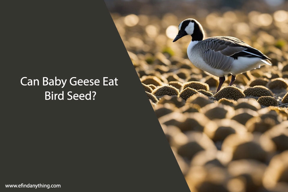 Can Baby Geese Eat Bird Seed?