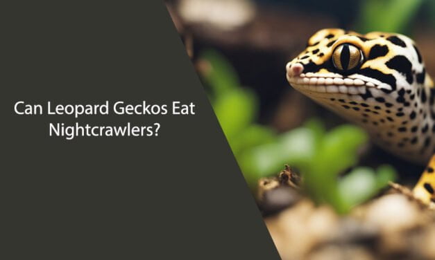 Can Leopard Geckos Eat Nightcrawlers?