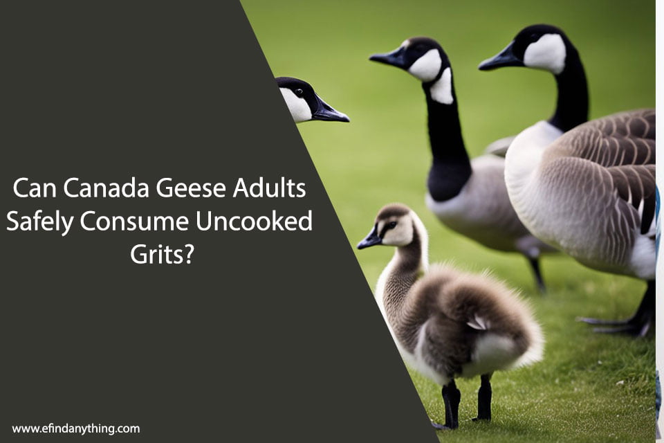 Can Canada Geese Adults Eat Uncooked Grits?