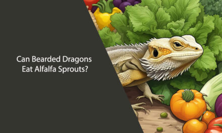 Can Bearded Dragons Eat Alfalfa Sprouts? A Comprehensive Guide