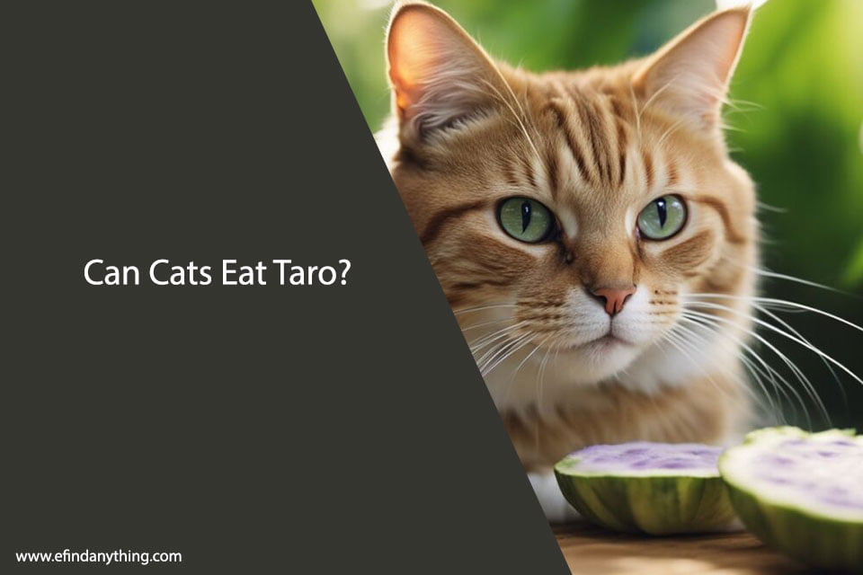 Can Cats Eat Taro? A Comprehensive Guide