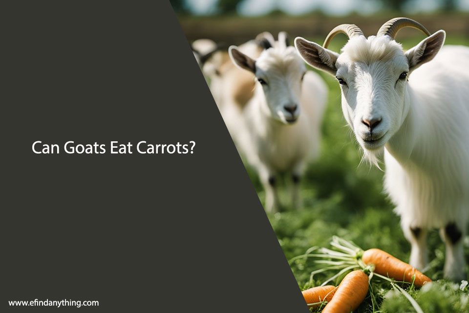 Can Goats Eat Carrots? A Comprehensive Guide