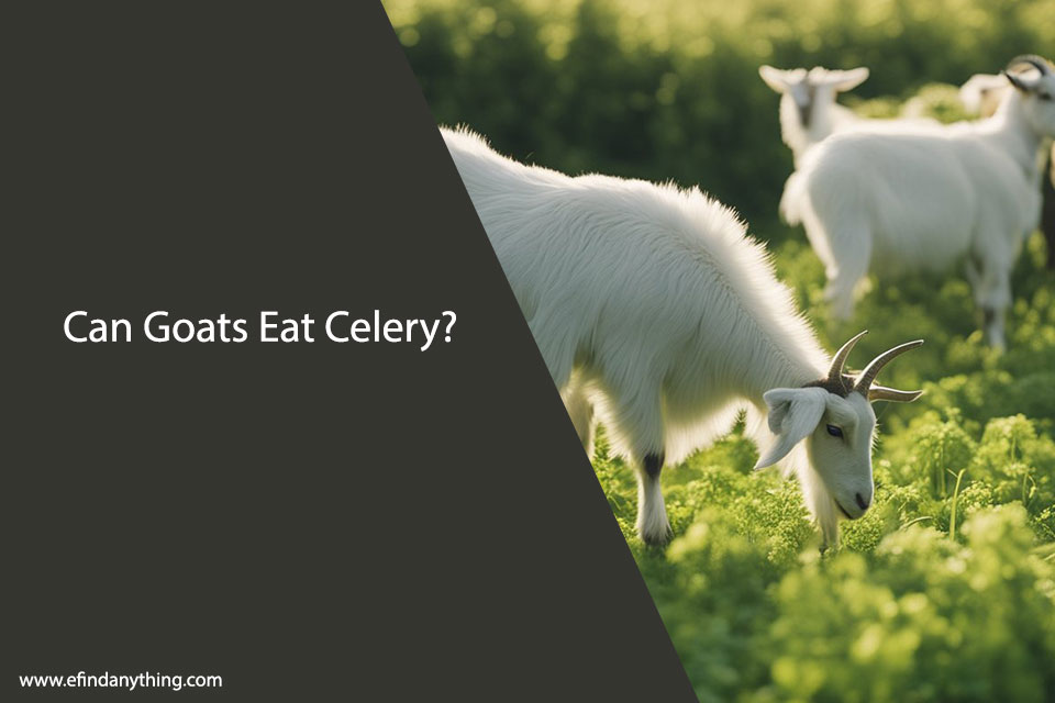 Can Goats Eat Celery? A Comprehensive Guide