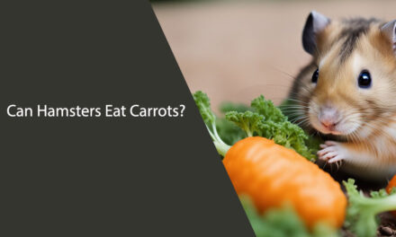 Can Hamsters Eat Carrots? A Comprehensive Guide