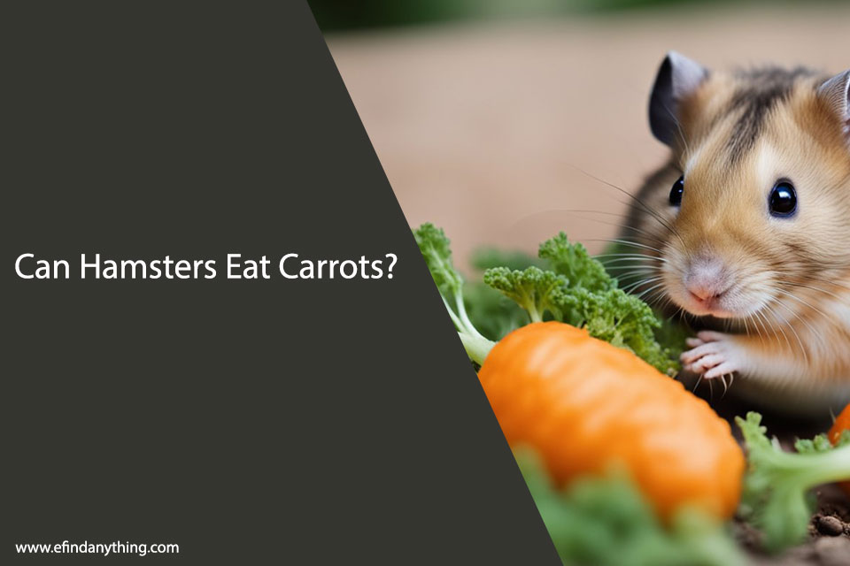 Can Hamsters Eat Carrots? A Comprehensive Guide