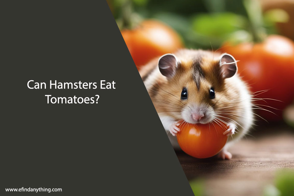 Can Hamsters Eat Tomatoes? A Comprehensive Guide