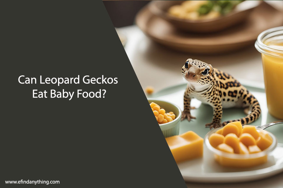 Can Leopard Geckos Eat Baby Food?