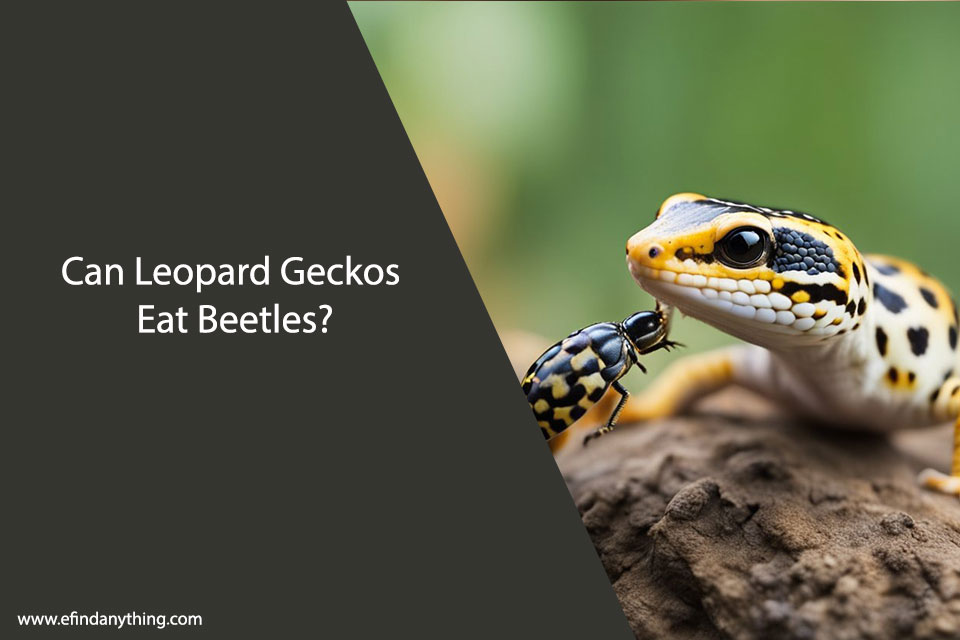 Can Leopard Geckos Eat Beetles?