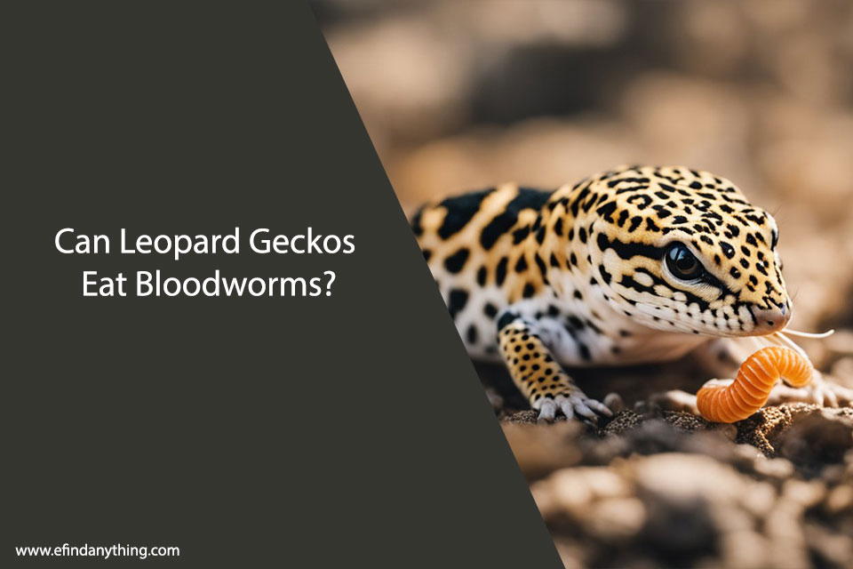 Can Leopard Geckos Eat Bloodworms?