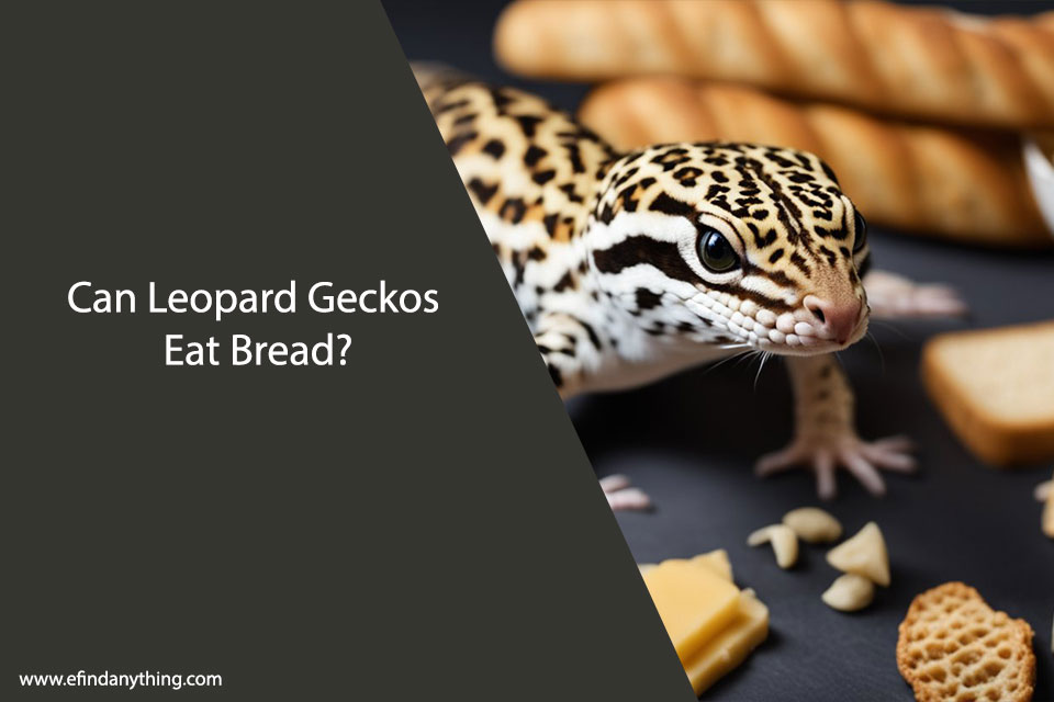 Can Leopard Geckos Eat Bread?