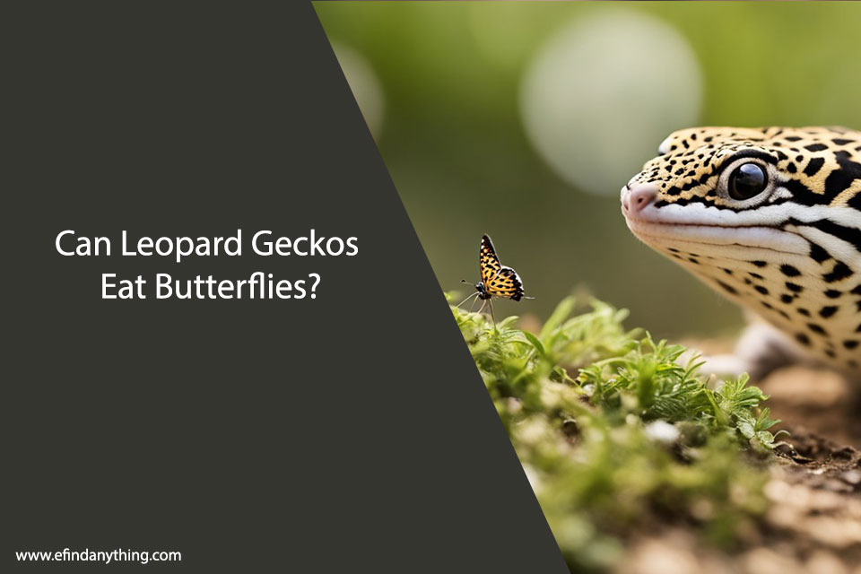 Can Leopard Geckos Eat Butterflies?