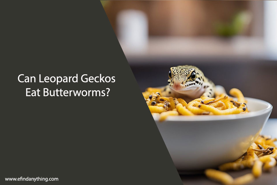 Can Leopard Geckos Eat Butterworms?